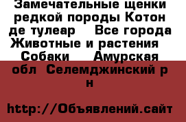 Замечательные щенки редкой породы Котон де тулеар  - Все города Животные и растения » Собаки   . Амурская обл.,Селемджинский р-н